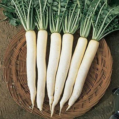 Aywal Hybrid Vegetable Seeds - Mooli Seeds - (White Long Radish) Seed(2000 per packet)