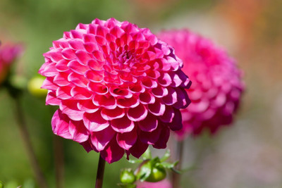 Jasoos dahlia seeds hybrid Seed(20 per packet)