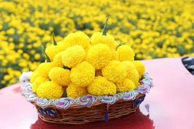 XOLDA Exotic marigold yellow Seed(19 per packet)