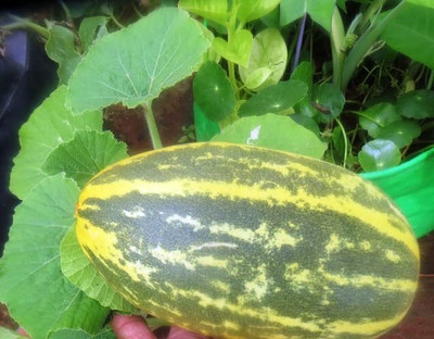 CRGO CUCUMBER , KHEERA Seed(55 per packet)
