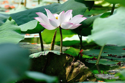 SHYAM lotus,kamal gatta Seed(11 per packet)