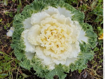 Lorvox Ornamental Cabbage / kale Mix Heirloom Flower Seed(110 per packet)