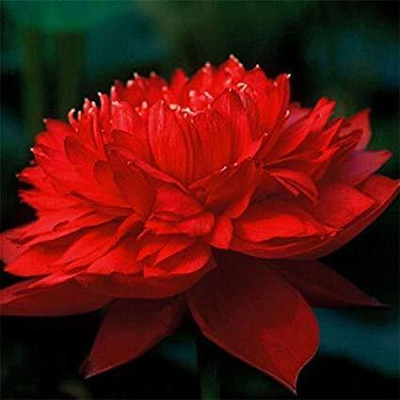CRGO LOTUS , KAMAL Seed(12 per packet)