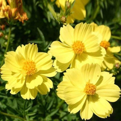 Jevik Cosmos Yellow Seed(100 per packet)