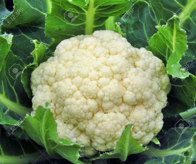 VibeX HUA-82 - Cauliflower for Home Garden - (150 Seeds) Seed(150 per packet)