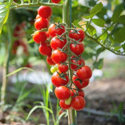 Urban Turtle All Seasons Tiny Tim Cherry Tomato Organic Seed(50 per packet)