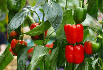 Aywal Capsicum Red Color Shimla Mirch Seed(500 per packet)
