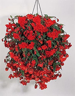 VibeX NBIR-76 - Begonia Orange Annual - (30 Seeds) Seed(30 per packet)