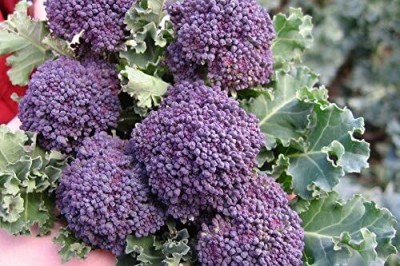 Qualtivate GBPT-3A Purple Broccoli Seeds Seed(300 per packet)