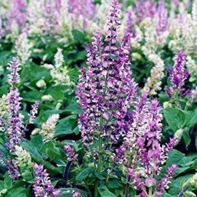 CYBEXIS NDIR-85 - Clary Sage (Salvia sclarea) - (1350 Seeds) Seed(1350 per packet)