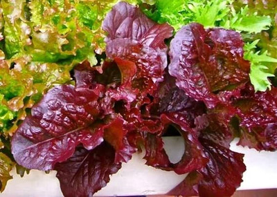 Aywal Heat Tolerant Hybrid Lettuce Seed(300 per packet)