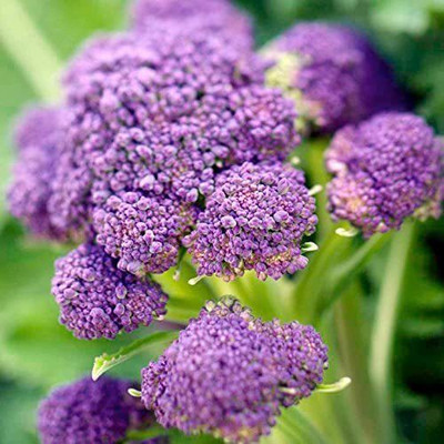 VibeX XL-46 - Purple Sprouting Broccoli - (1350 Seeds) Seed(1350 per packet)