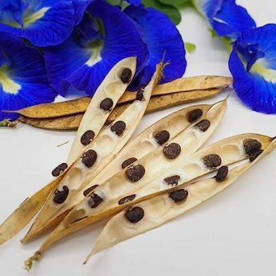 PGD Butterfly Pea Flower Seeds for Gardening Blue Shankupushpam/Aparajitha/Sangu Poo Seed(25 per packet)