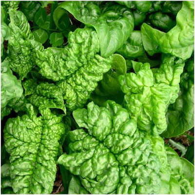 Qualtivate RES-9A Bloomsdale Long Standing Spinach Seed(300 per packet)