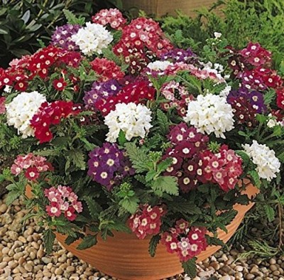 TRICONE Verbena Seed(50 per packet)