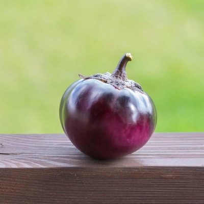KNESSiN Round Purple Brinjal Seeds-[10gm] Seed(2000 per packet)