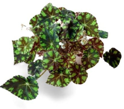 Qualtivate XLL-154 Begonia Bowerae Var. Roseflora Evergreen Perennial Seeds Seed(25 per packet)