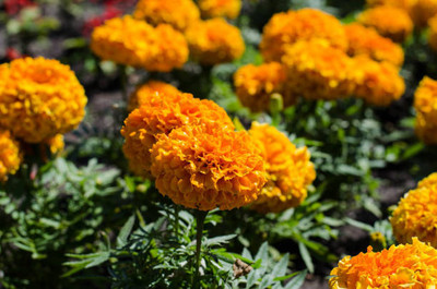 XEFRA marigold/gende ka phool flower seeds Seed(50 per packet)