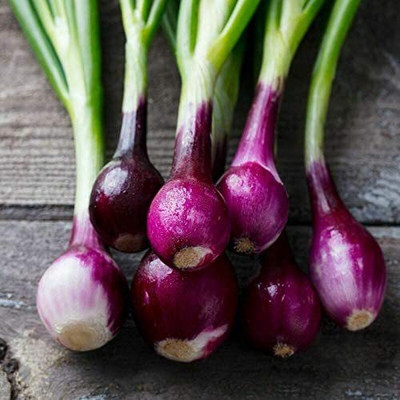 CYBEXIS Seeds of Purple Onion Salad Type2000 Seeds Seed(2000 per packet)
