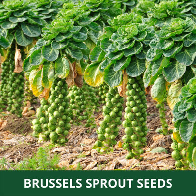 WILLVINE PUAS -XII Long Island Brussels Sprouts Seeds [2.5g] Seed(750 per packet)