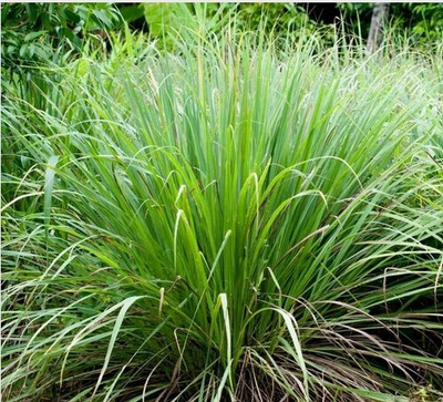 Flipkart SmartBuy Lemon Grass Herb Plant Seed(30 per packet)