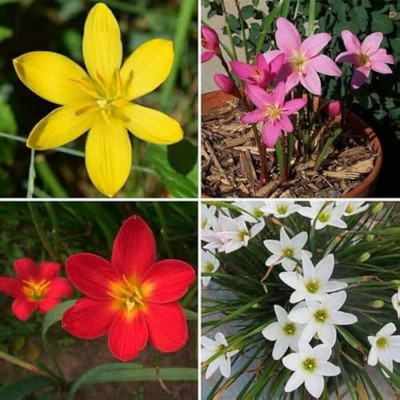 ZAABUS Rain lily mix color flowers bulbs Seed(2 per packet)
