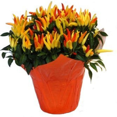 KNESSiN Ornamental Chilli, Ornamental Chilli[400 Seeds] Seed(400 per packet)