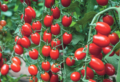 ibains Tomato vegetable hybrid fress seeds Seed(55 per packet)