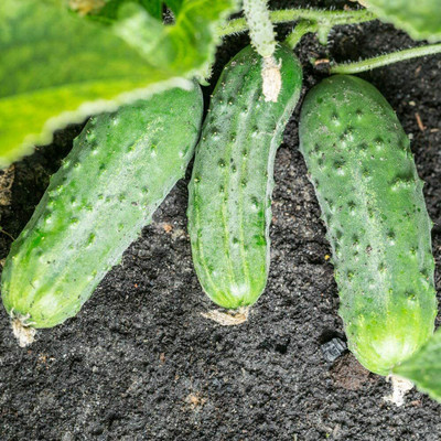 WHYGI Cucumber Seeds, Heirloom Seeds-CuC_763 Seed(150 per packet)