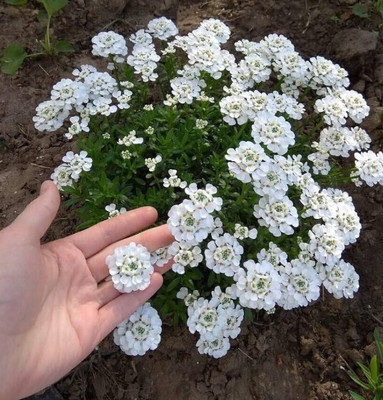 Om Cosmos Candytuft Flower Mix Hybrid Seeds Seed(40 per packet)