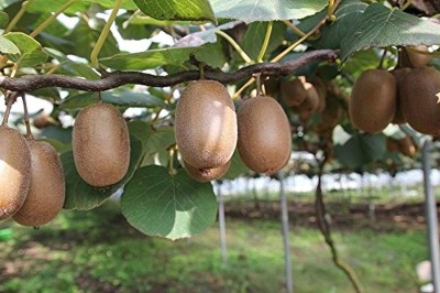 ActrovaX Bonsai Plants,Delicious Mini Kiwi Fruit [200 Seeds] Seed(200 per packet)