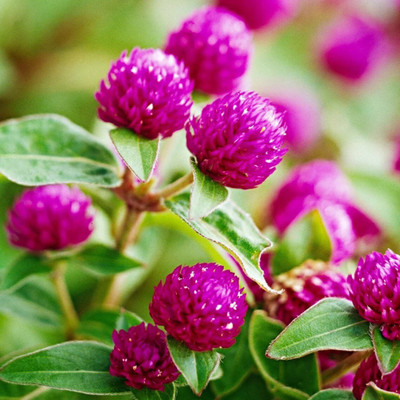 Quentova Gomphrena- Purple-DLX-4L Seed(60 per packet)