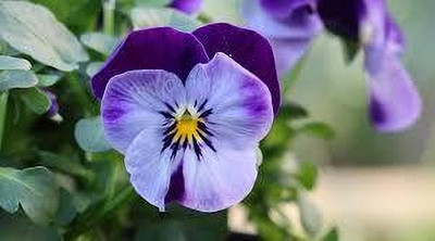 Seedsqlty Petunia seeds flower Seed(20 per packet)