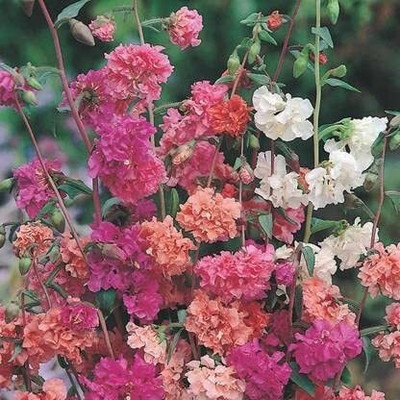 Lorvox Clarkia Elegance Double mixed flower Seed(20 per packet)