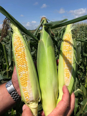 Qualtivate PUA-9A Bicolor Sweet Corn Seeds Seed(400 per packet)