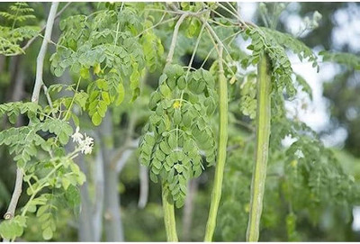 ibains Drumstick seeds odc 25 Seed(64 per packet)