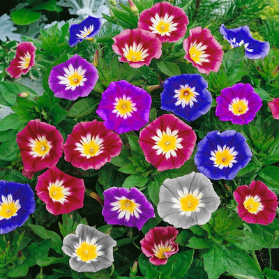 Pbevergreen Morning Glory Flower Seed(1000 per packet)
