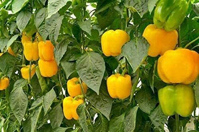 Aywal शिमला मिर्च Capsicum/Shimla Mirch Seed(160 per packet)