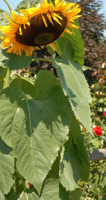 BSARKAR Red sunflower seed Seed(20 per packet)