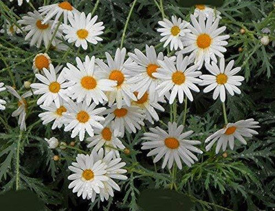 Lorvox Daisy Mix Flower Seed(14 per packet)