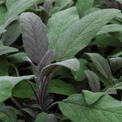 CYBEXIS LX-47 - Purple Sage Herb - (1350 Seeds) Seed(1350 per packet)