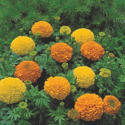 wequality Mix marigold flower seed/Marigold seeds 81 Seed(81 per packet)