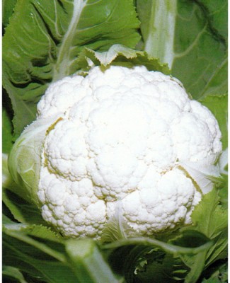 CYBEXIS Giant of Naples Cauliflower Variety2000 Seeds Seed(2000 per packet)