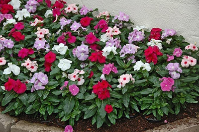 KANAYA Hybrid Vinca Mixed Flower Seed(22 per packet)