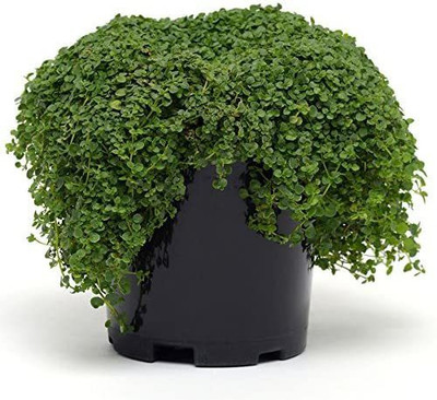 VibeX LX-13 - Mini Ornamental Mint - (1350 Seeds) Seed(1350 per packet)