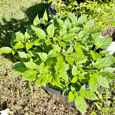 Qualtivate RES-9A Little Orange Fireballs Rare Chilli Seed(300 per packet)