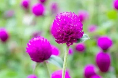 Aro Gomphrena Seed(20 per packet)