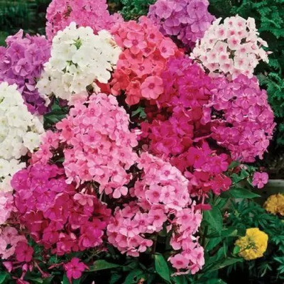 Aro Phlox beauty Seed(100 per packet)