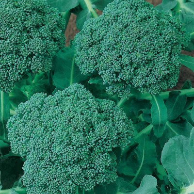 Biosnyg Hybrid Broccoli Seeds - Waltham 29[500 Seeds] Seed(500 per packet)