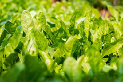 AFARTIOBINA 78 PCS SPINACH SEEDS-A02 Seed(78 per packet)